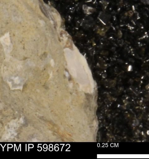 undet. Mollusca