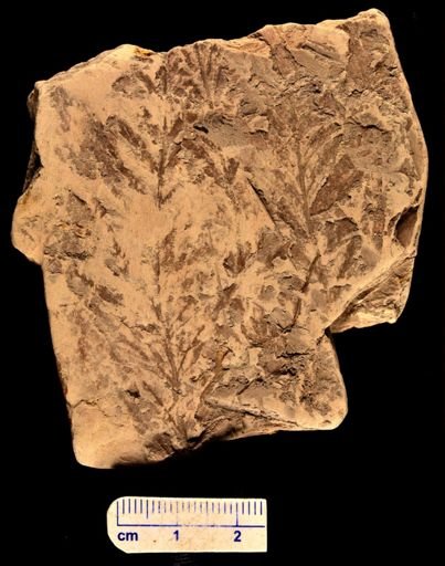 Asplenium dicksonianum
