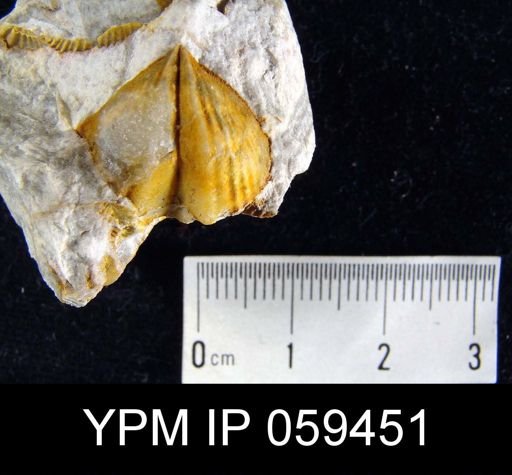 Cyrtina rostrata