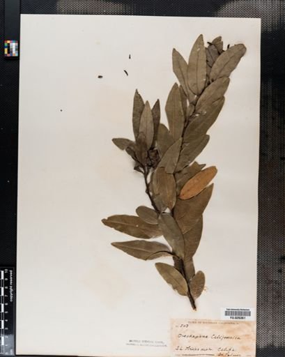 Sassafras