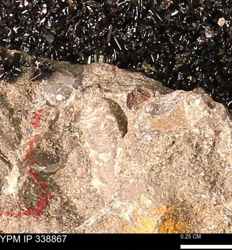 undet. Mollusca