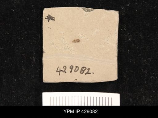 undet. Hemiptera