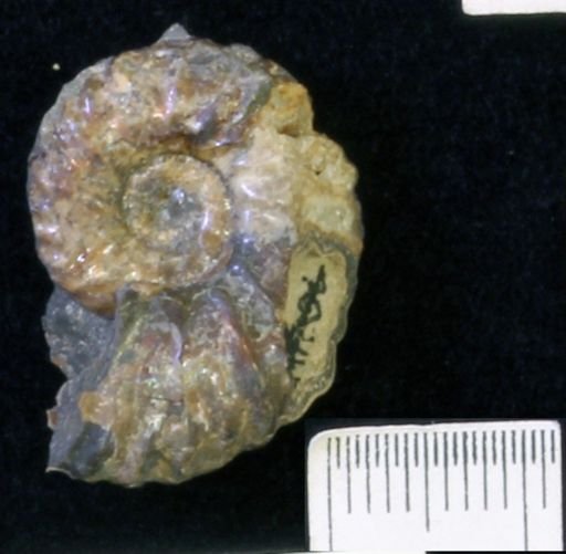 undet. Scaphitidae