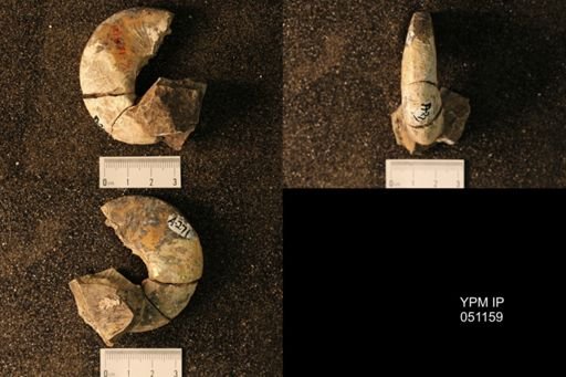 Hoploscaphites nicolletii