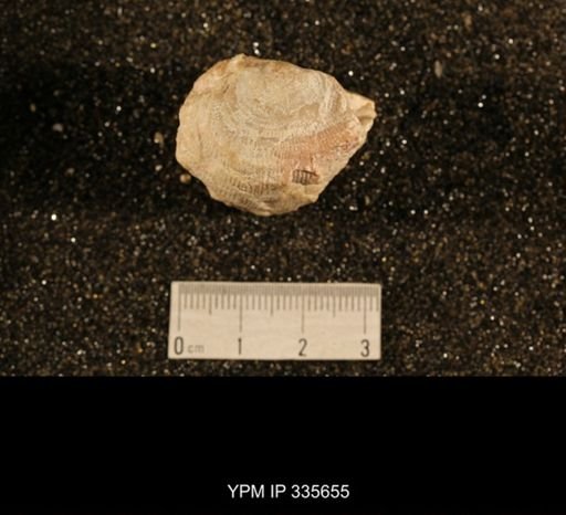 Linoproductus cora