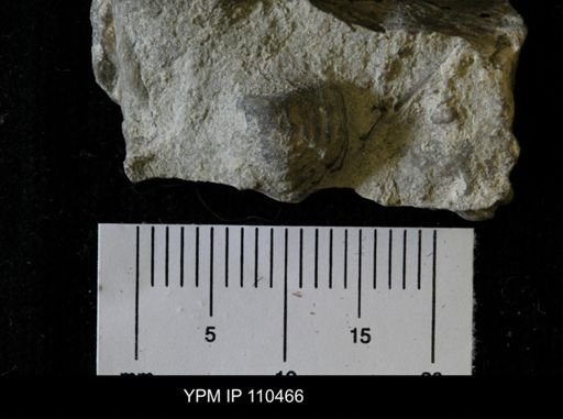 Calymene niagarensis