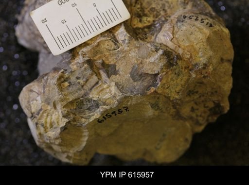 Inoceramus sp.