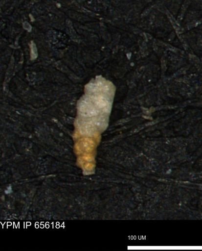 Verneuilinoides kansasensis