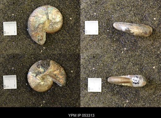 Discoscaphites conradi