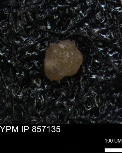 undet. Foraminiferida