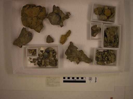 undet. Mammalia