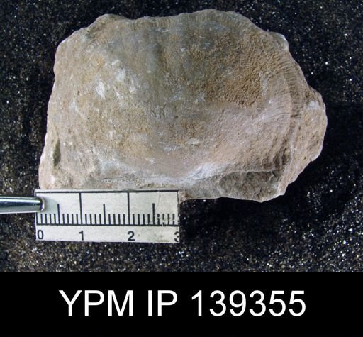 Derbya hemisphaerica