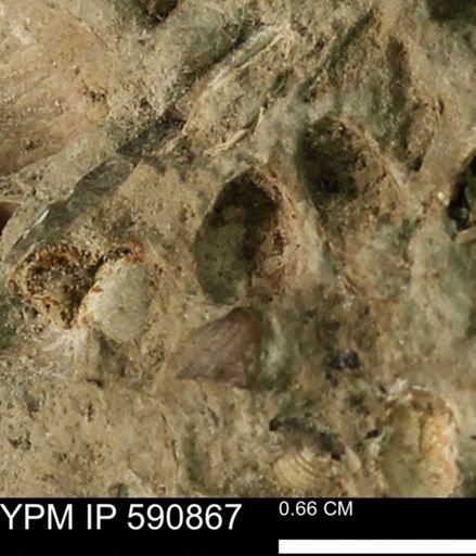 undet. Bivalvia