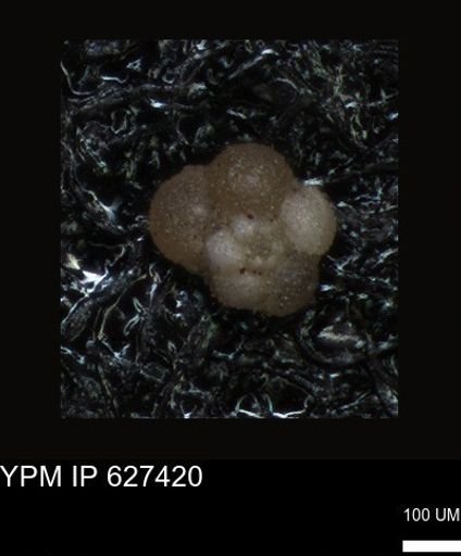 undet. Foraminiferida