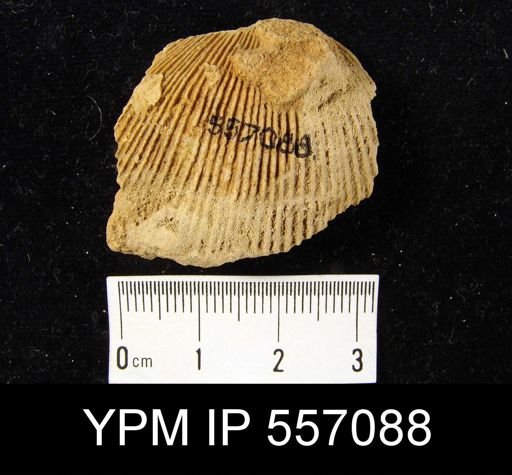 undet. Brachiopoda