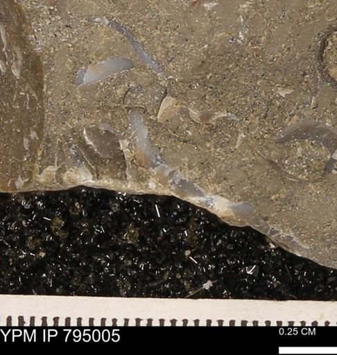 undet. Bivalvia