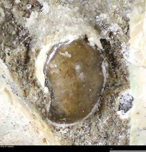 Corbulamella gregaria