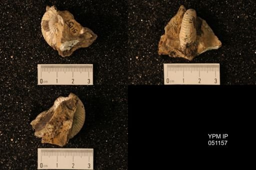 Hoploscaphites nicolletii