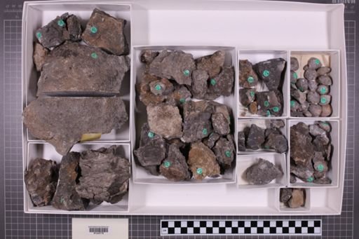 mixed taxa, stratigraphic collection
