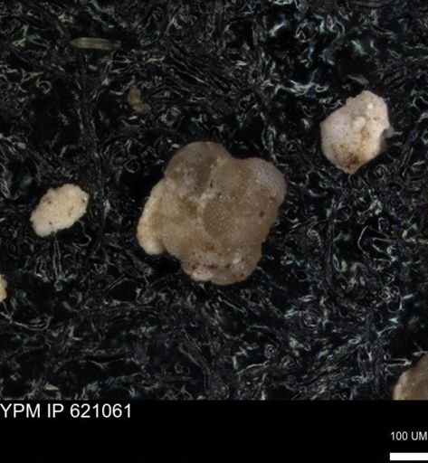 undet. Foraminiferida
