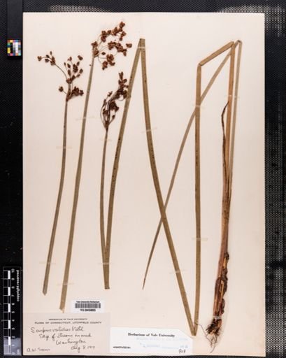 Scirpus validus
