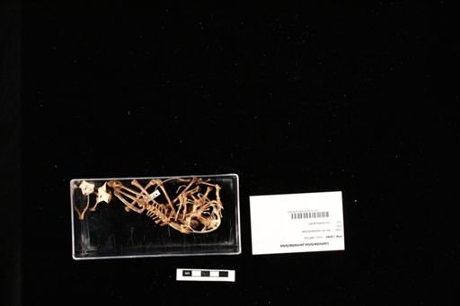 Leptodactylus pentadactylus