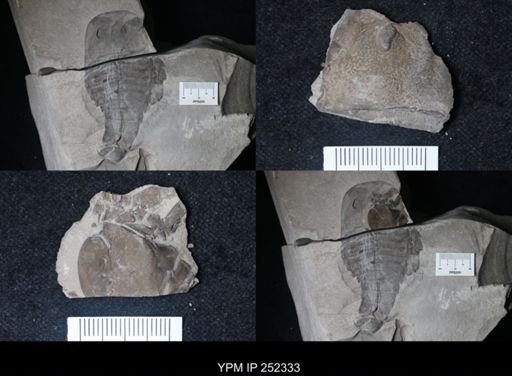 Eurypterus sp.