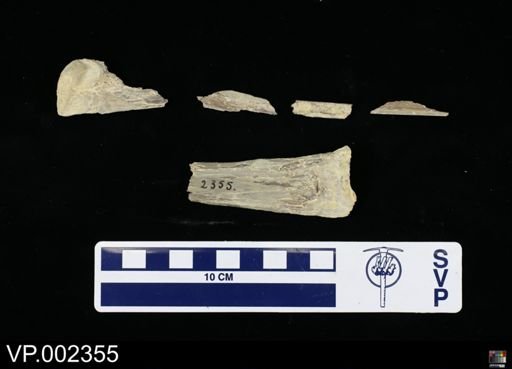 Pteranodon