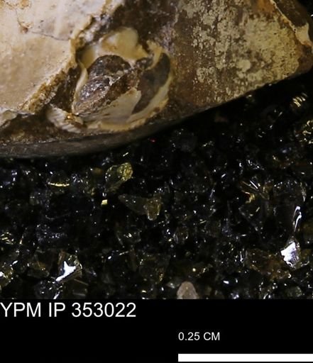 undet. Bivalvia