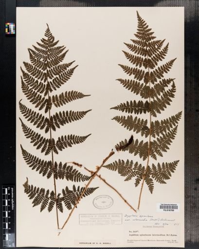 Plantae