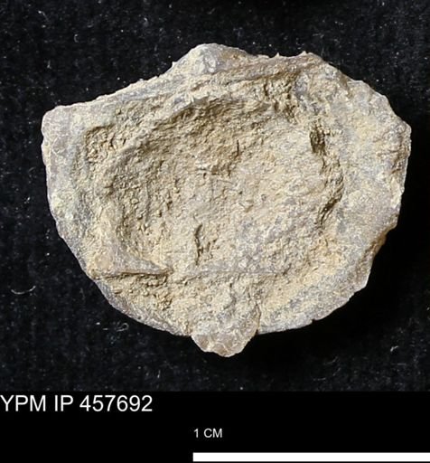 Helaspis sp.