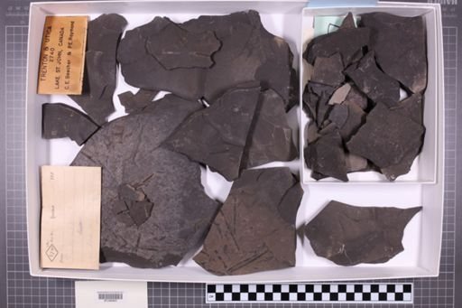 mixed taxa, stratigraphic collection