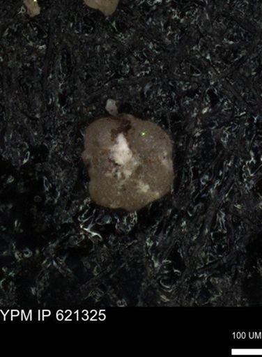 undet. Foraminiferida
