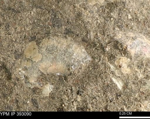 Scaphites sp.