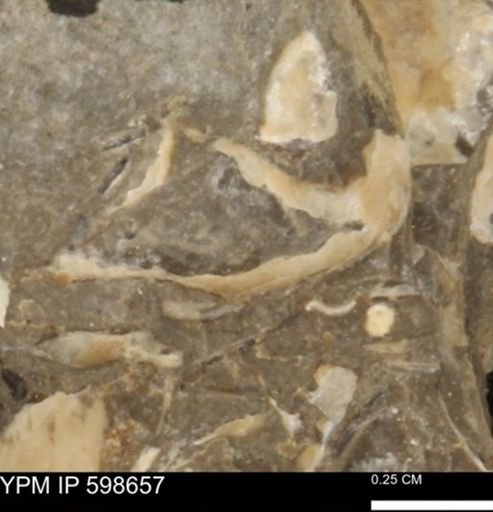 undet. Bivalvia