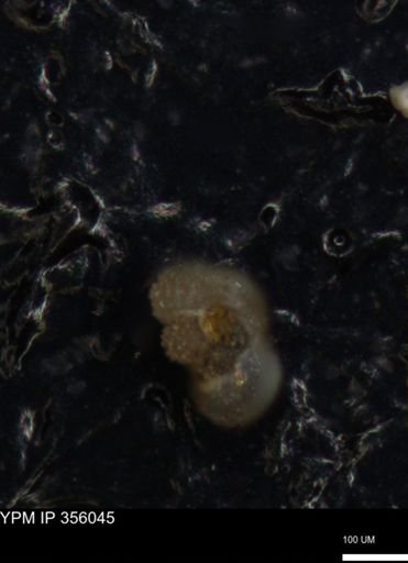undet. Foraminiferida