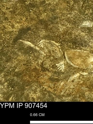 undet. Bivalvia