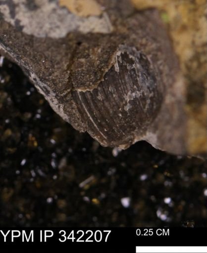 undet. Gastropoda