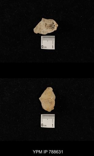 undet. Brachiopoda