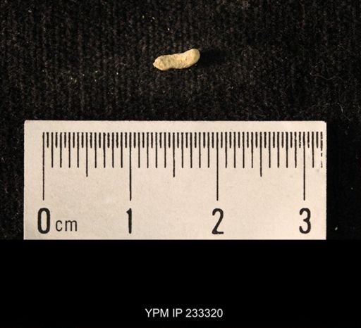 Archaeocidaris sp.