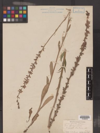 Lobelia spicata