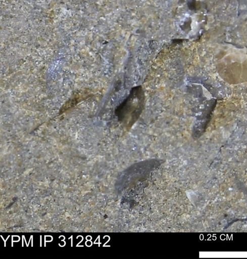 undet. Mollusca