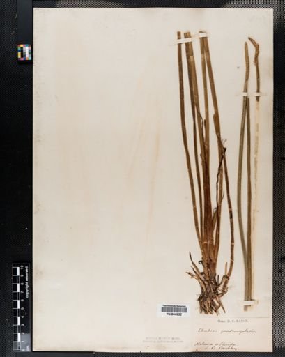 Eleocharis quadrangulata