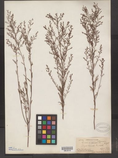 Lechea leggettii
