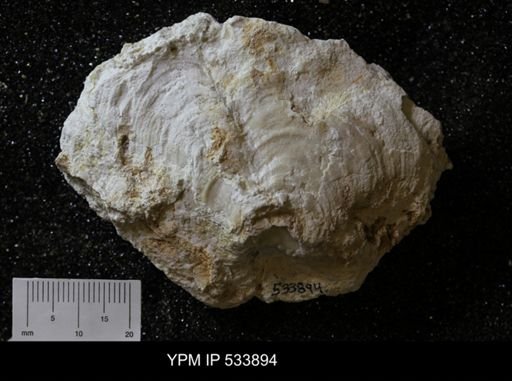 Lyttonia?