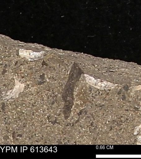 Scaphites sp.