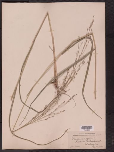 Panicum virgatum
