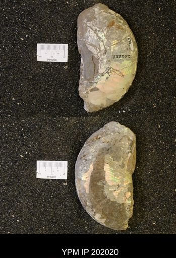 undet. Hoploscaphites comprimus