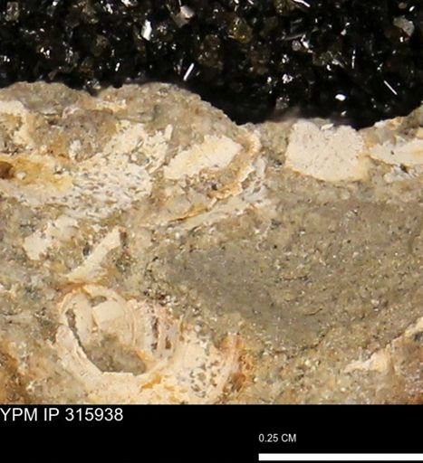 undet. Mollusca