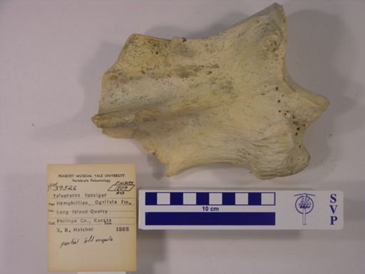 Teleoceras fossiger